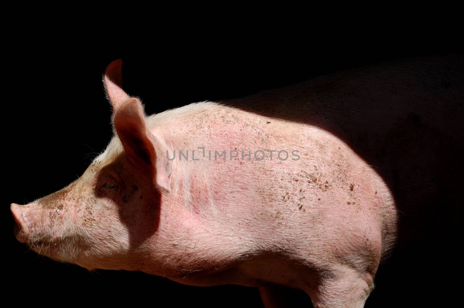 Portrait of a pig. Domestic farm mammal animal.