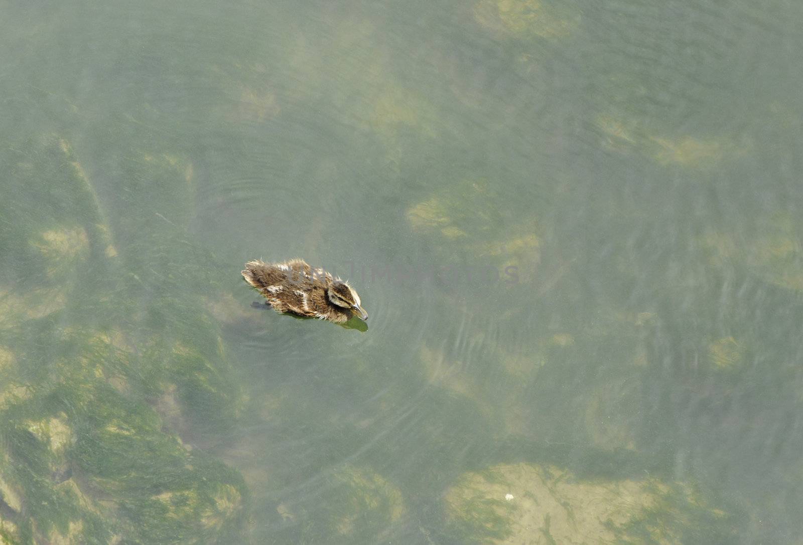 One duckling alone on a green water by shkyo30