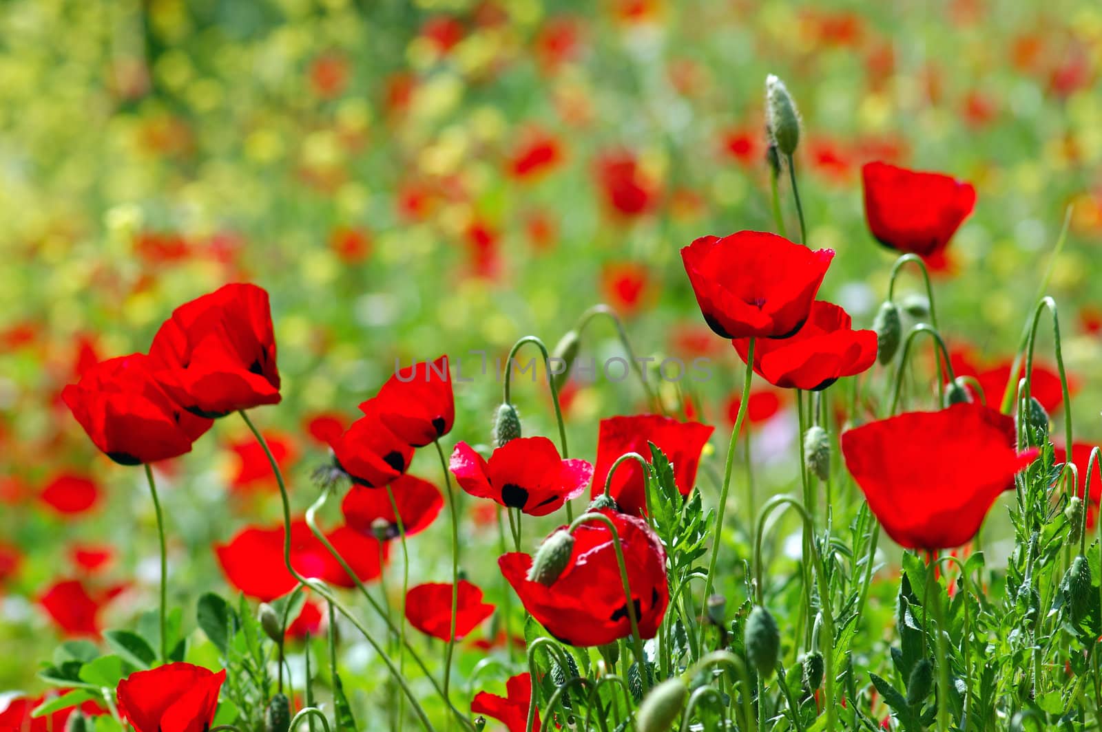 Field of blooming poppy flowers. Spring season background.
