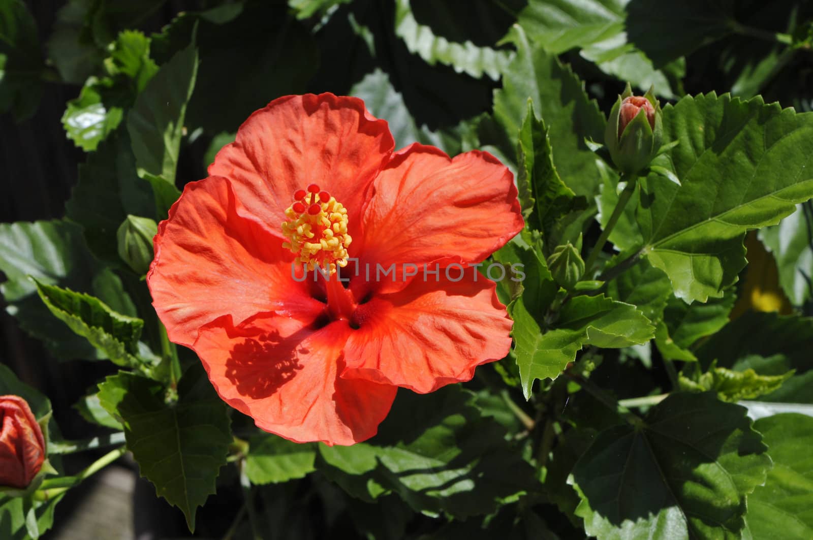 Orange hibiscus flower above green leafs by shkyo30