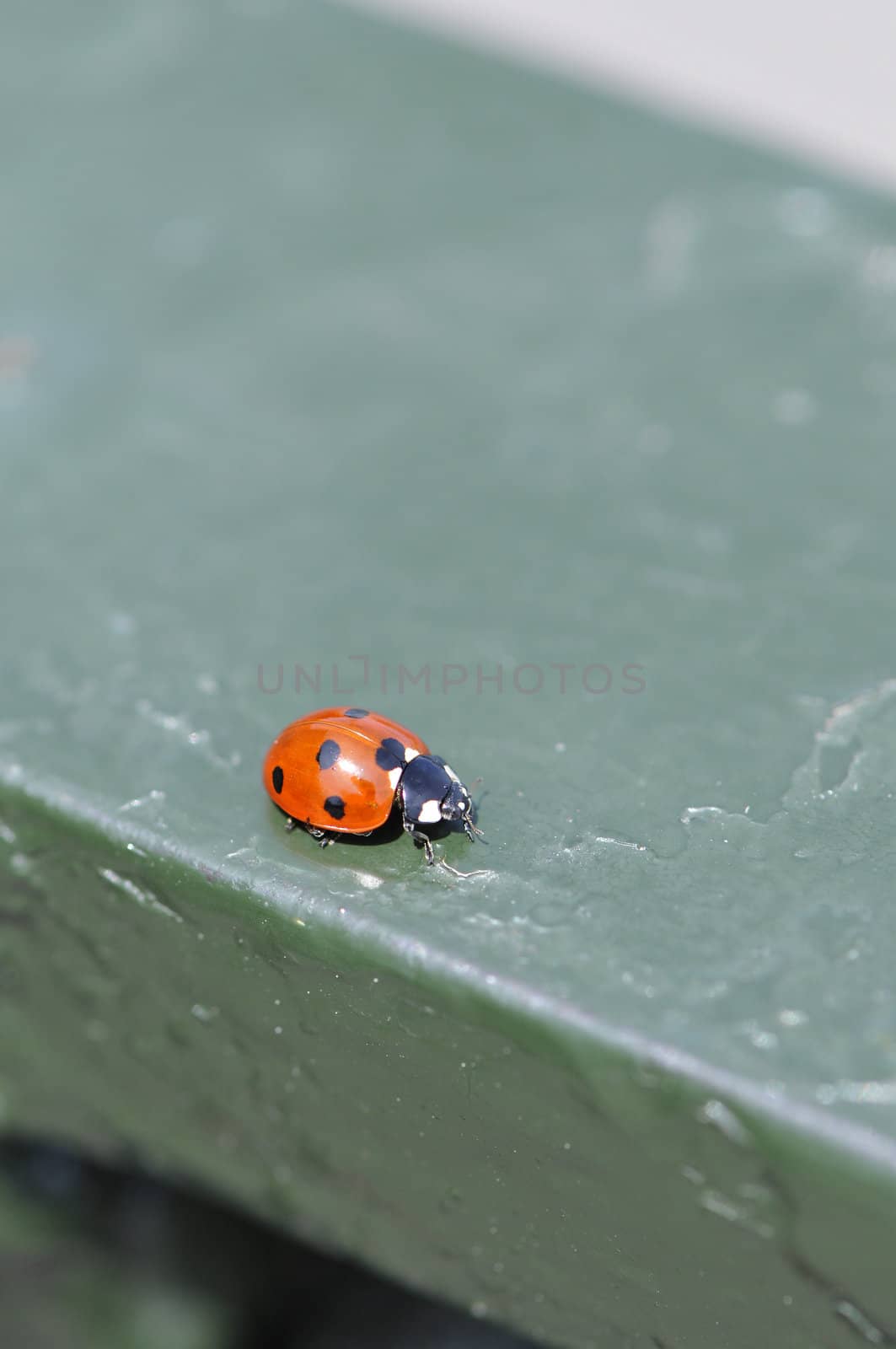 Red ladybug on a green guard rail by shkyo30