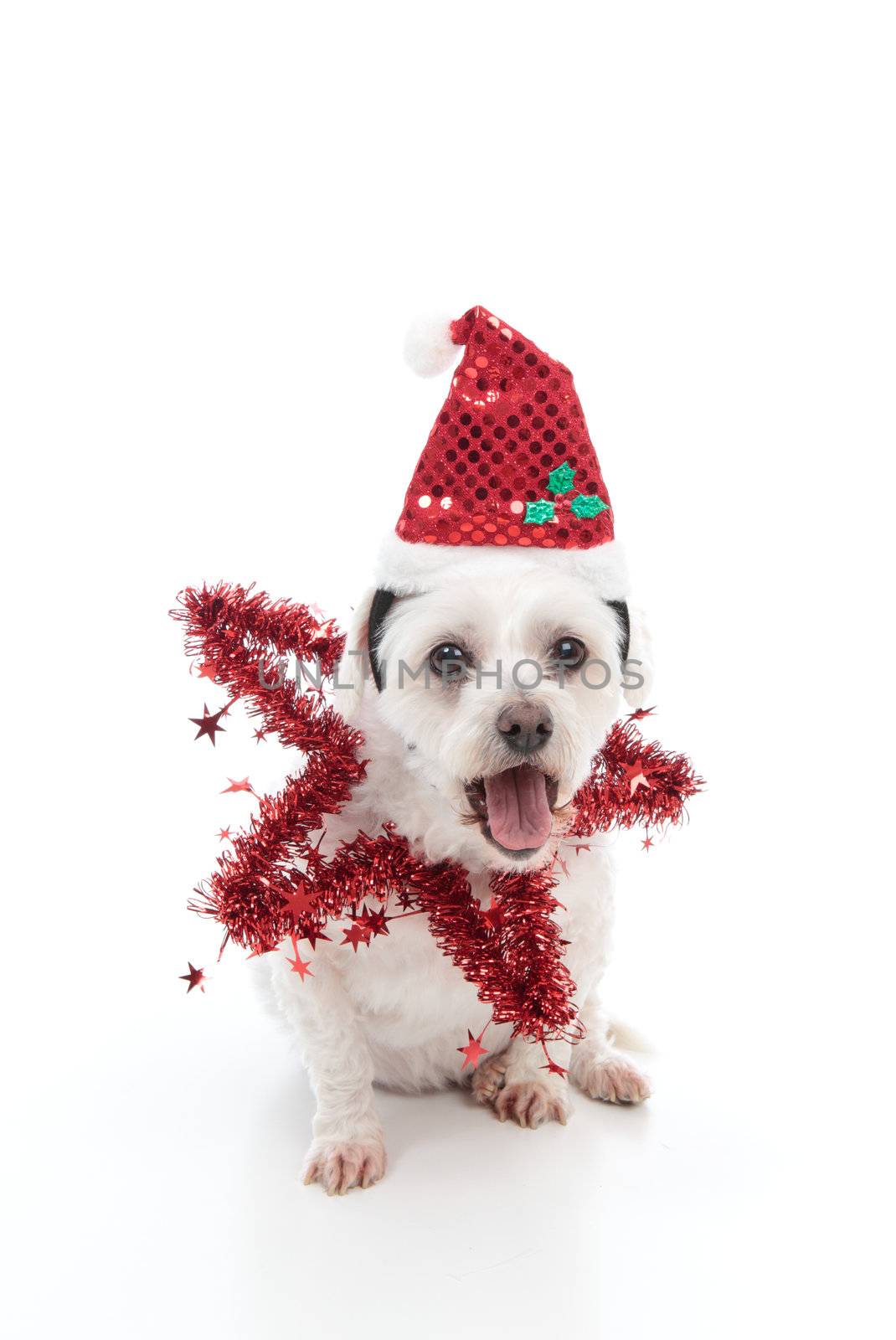 A small pet dog with mouth wide in exclamation, awe or surprise.  White background.