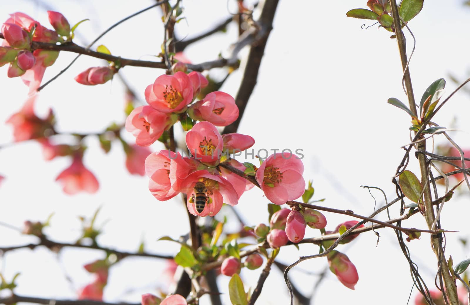 Some pink flowers of a tree with a bee inside one and a white sky