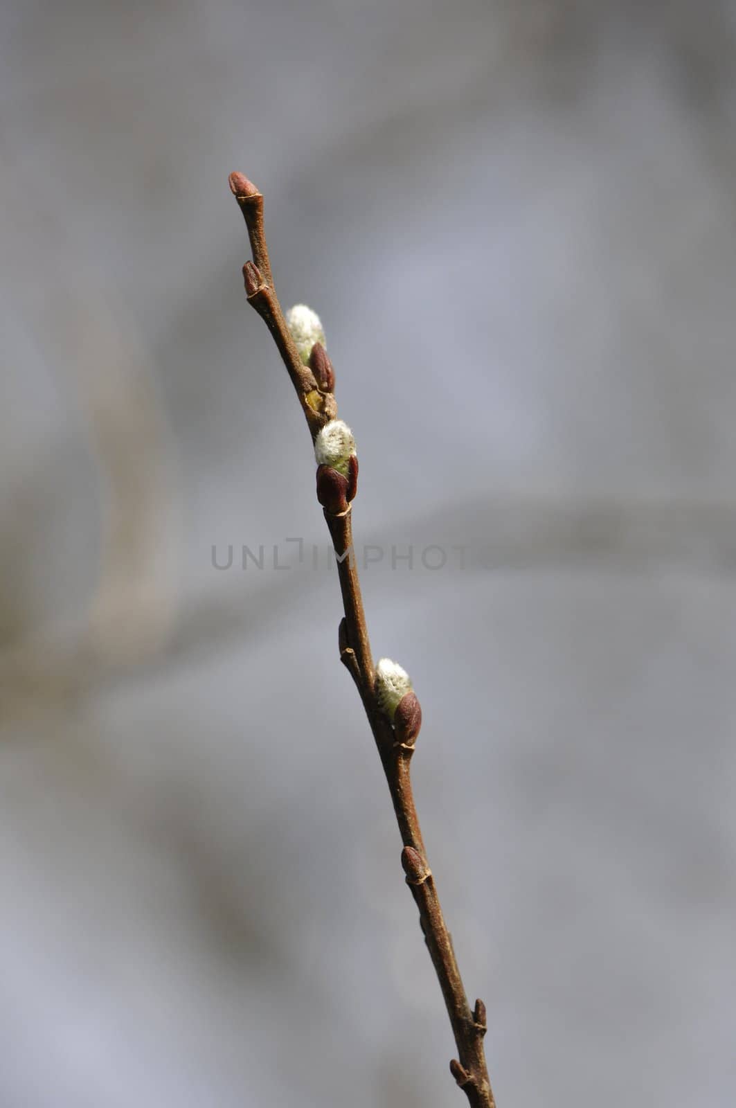 Three young buds on one small branch with a blurred background