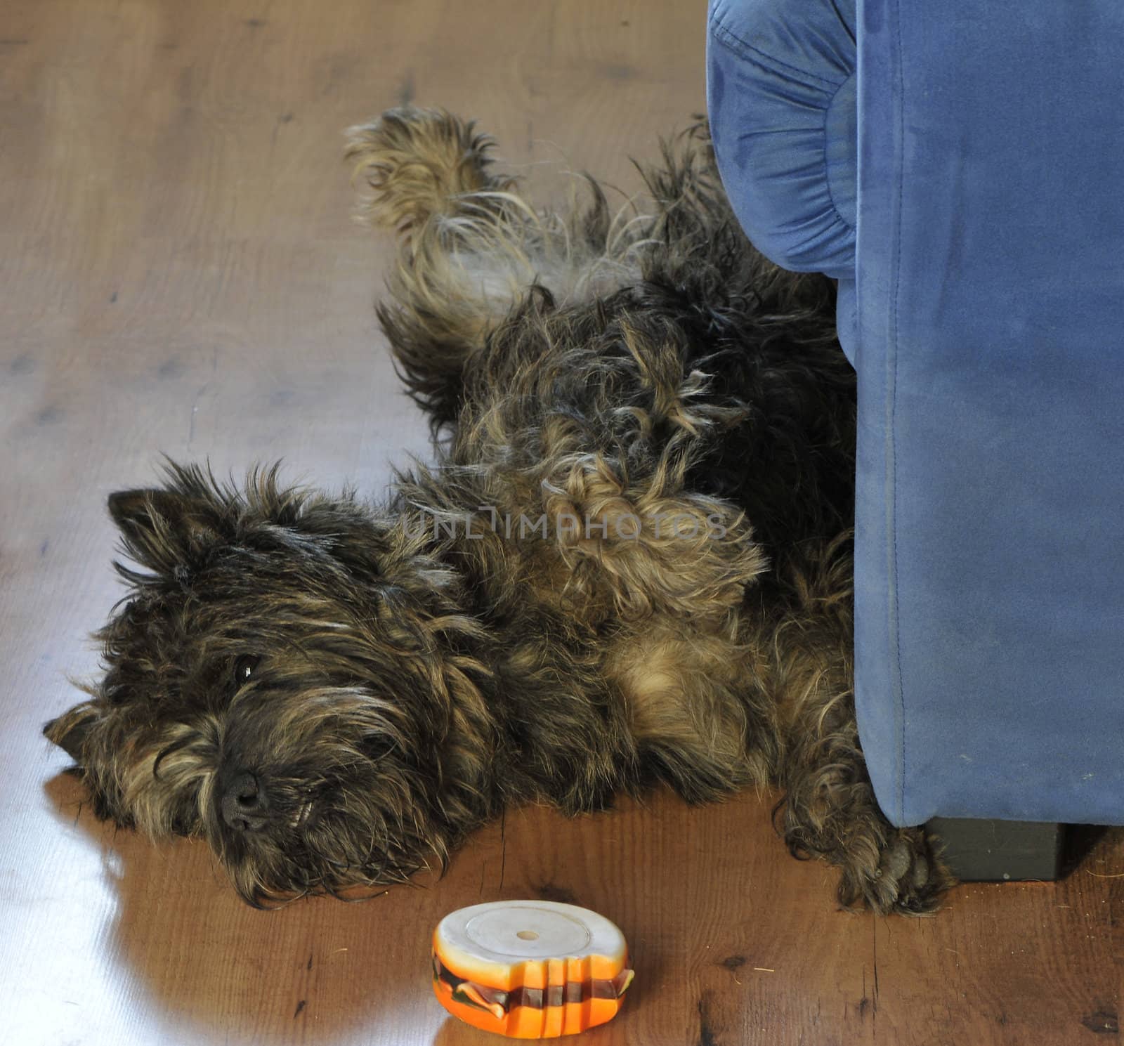 Very relax sleeping little dog with a plastic toy by shkyo30