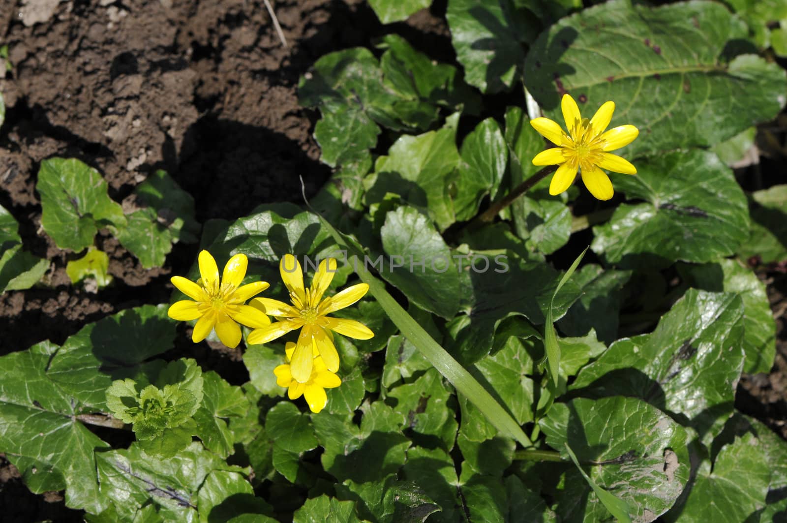 Yellow flowers above green leafs and brown ground