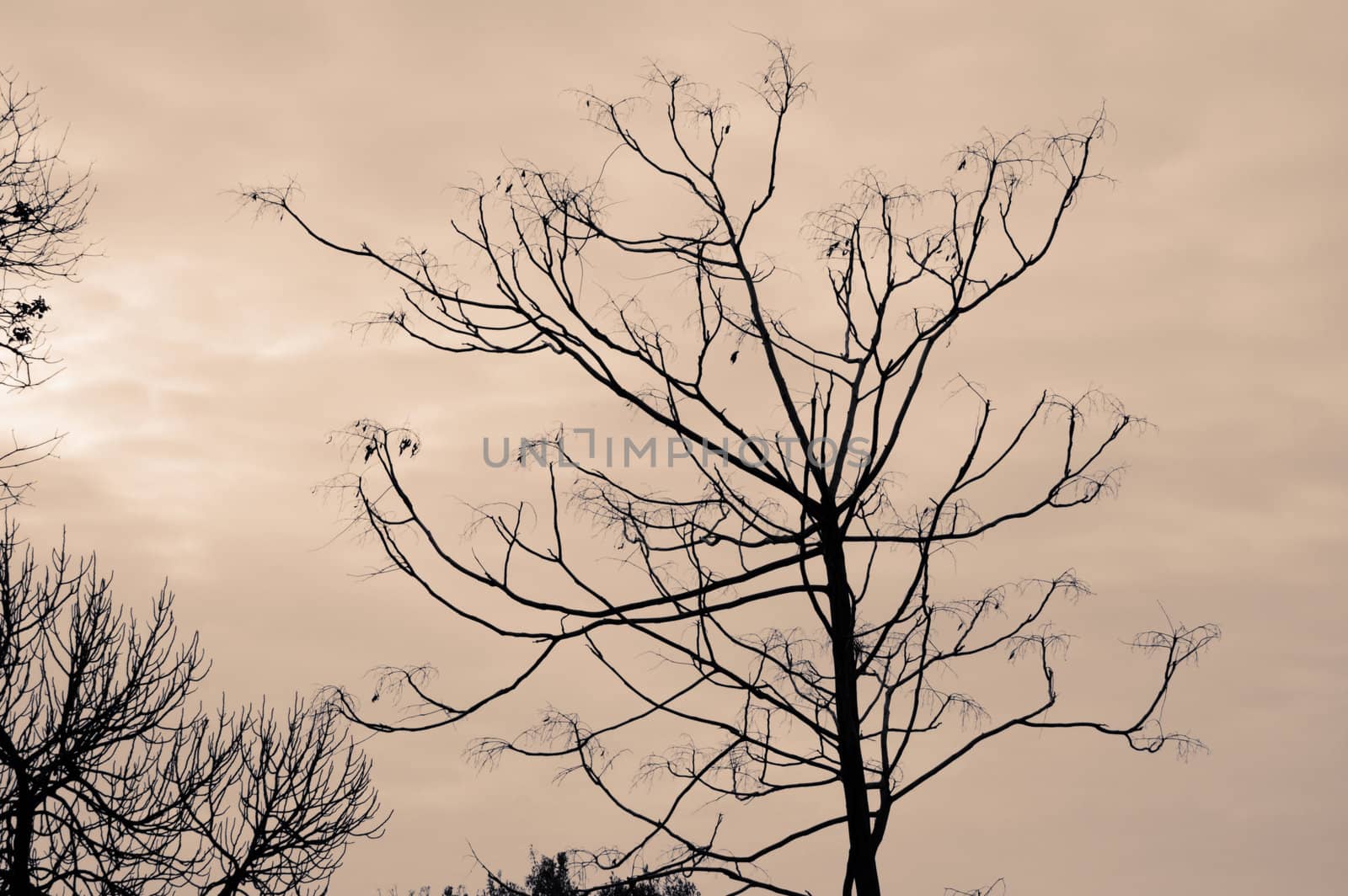 Leafless trees against a cloudy winter sky.