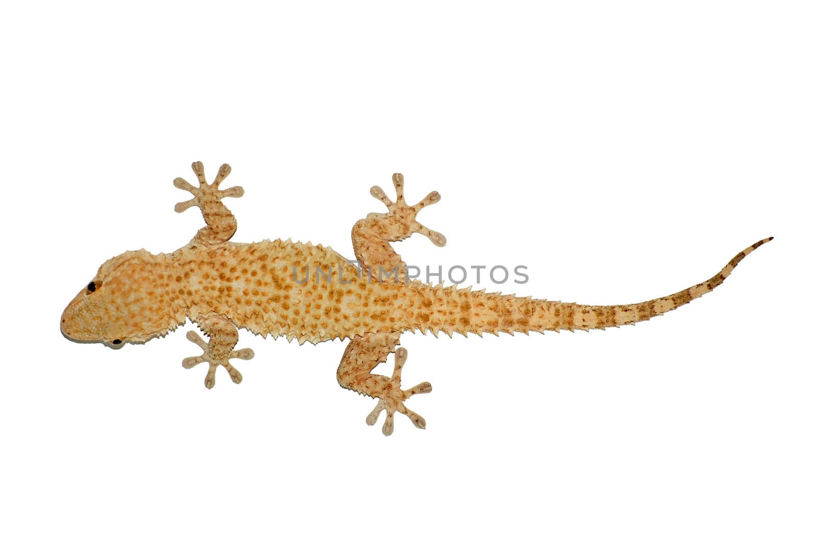 Small gecko reptile lizard against a white background.