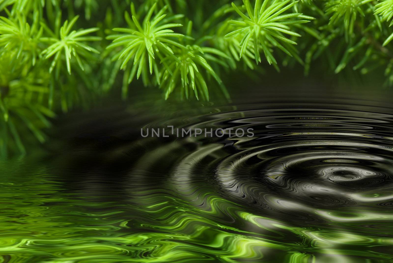 green leaves reflecting in the water