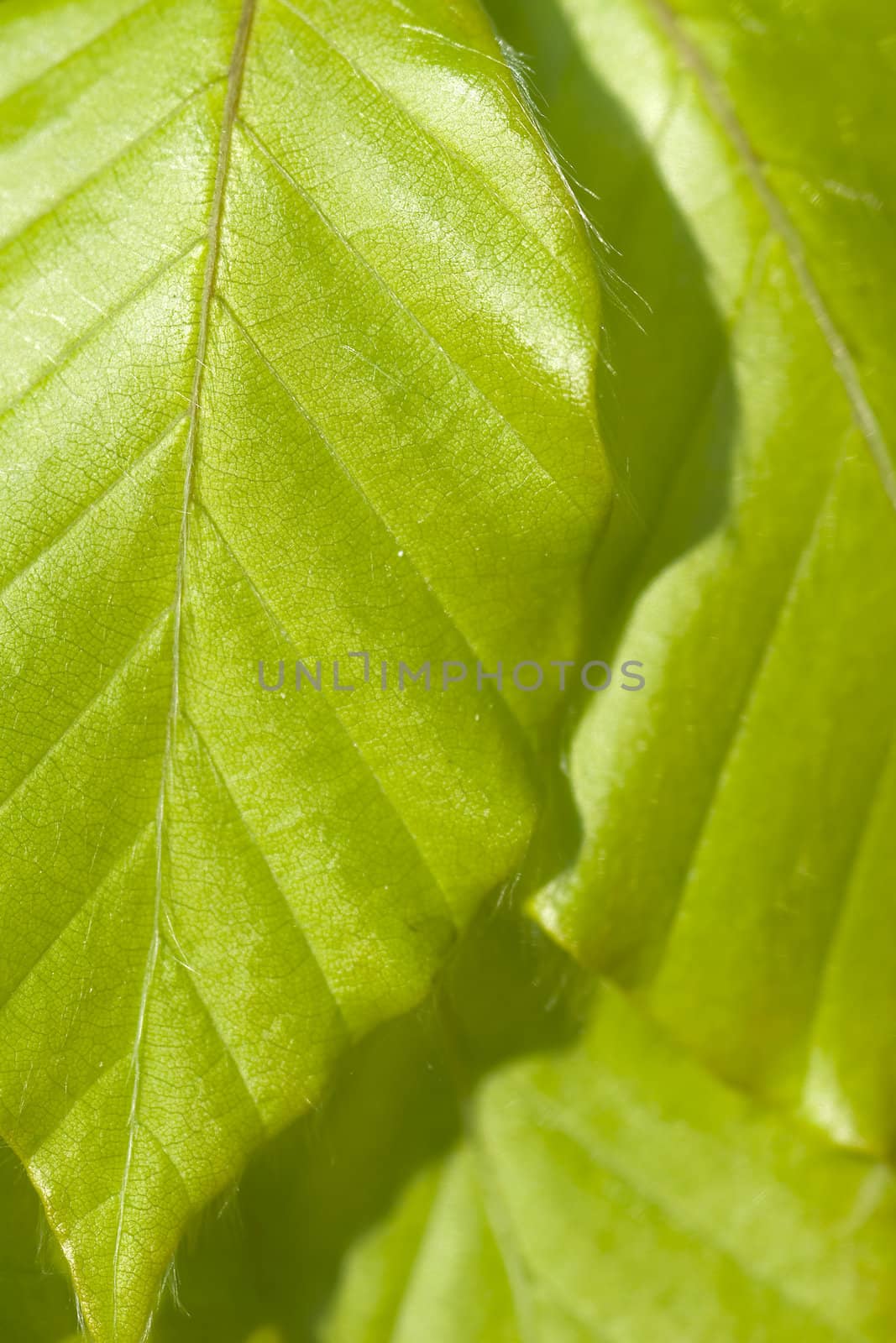 beech leaves  by Carche