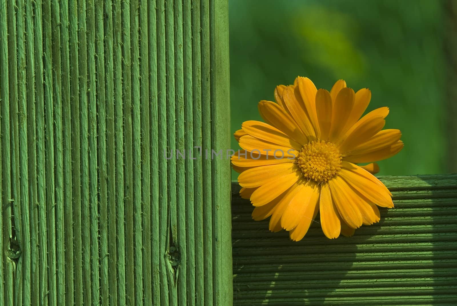 orange daisy wooden fence 