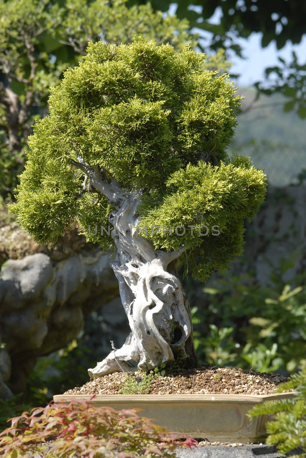 bonsai by Carche