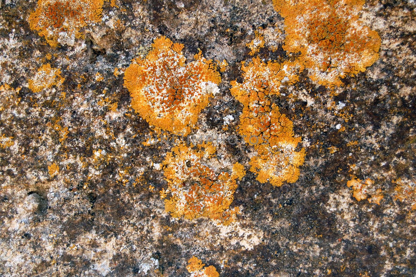 Weathered stone with yellow fungus. Abstract background.