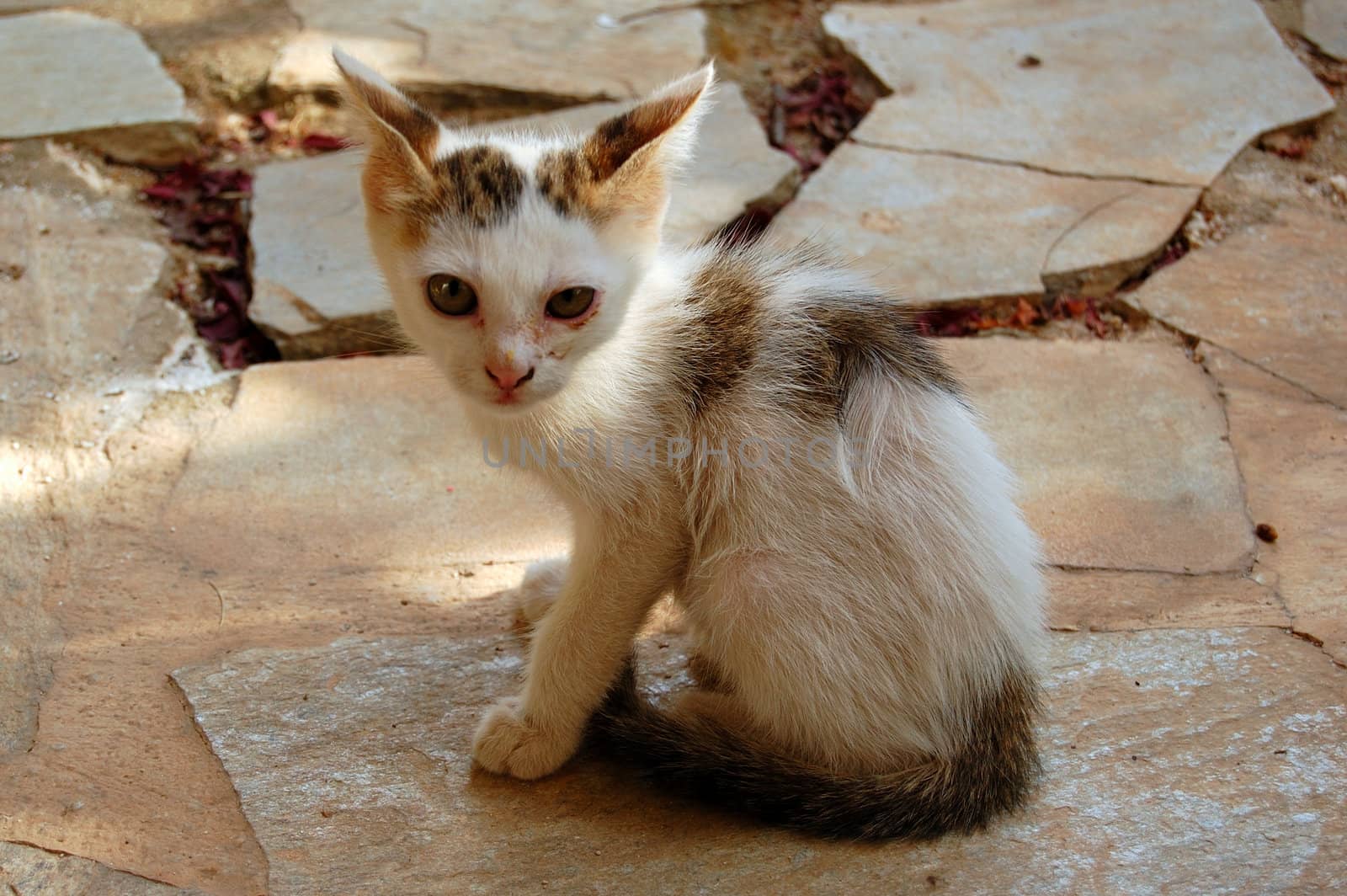 Stray kitten on cobblestone background. Domestic animal portrait.