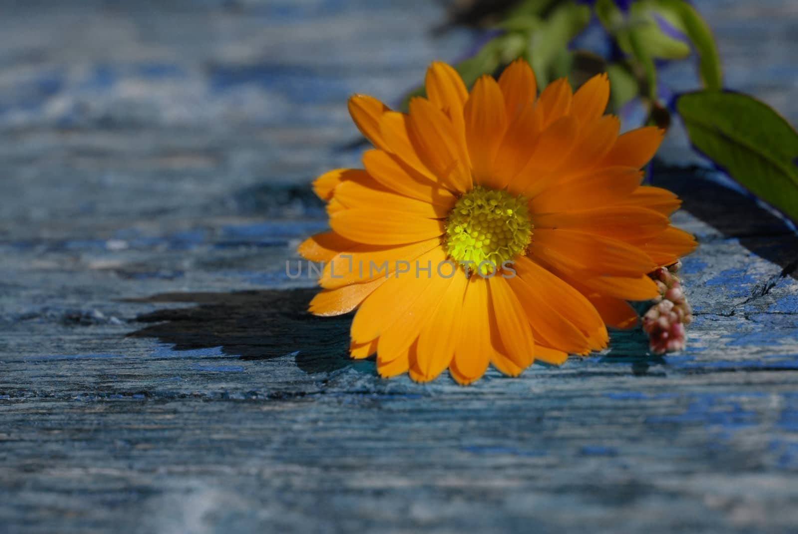 orange daisy on wooden background with space for copy 