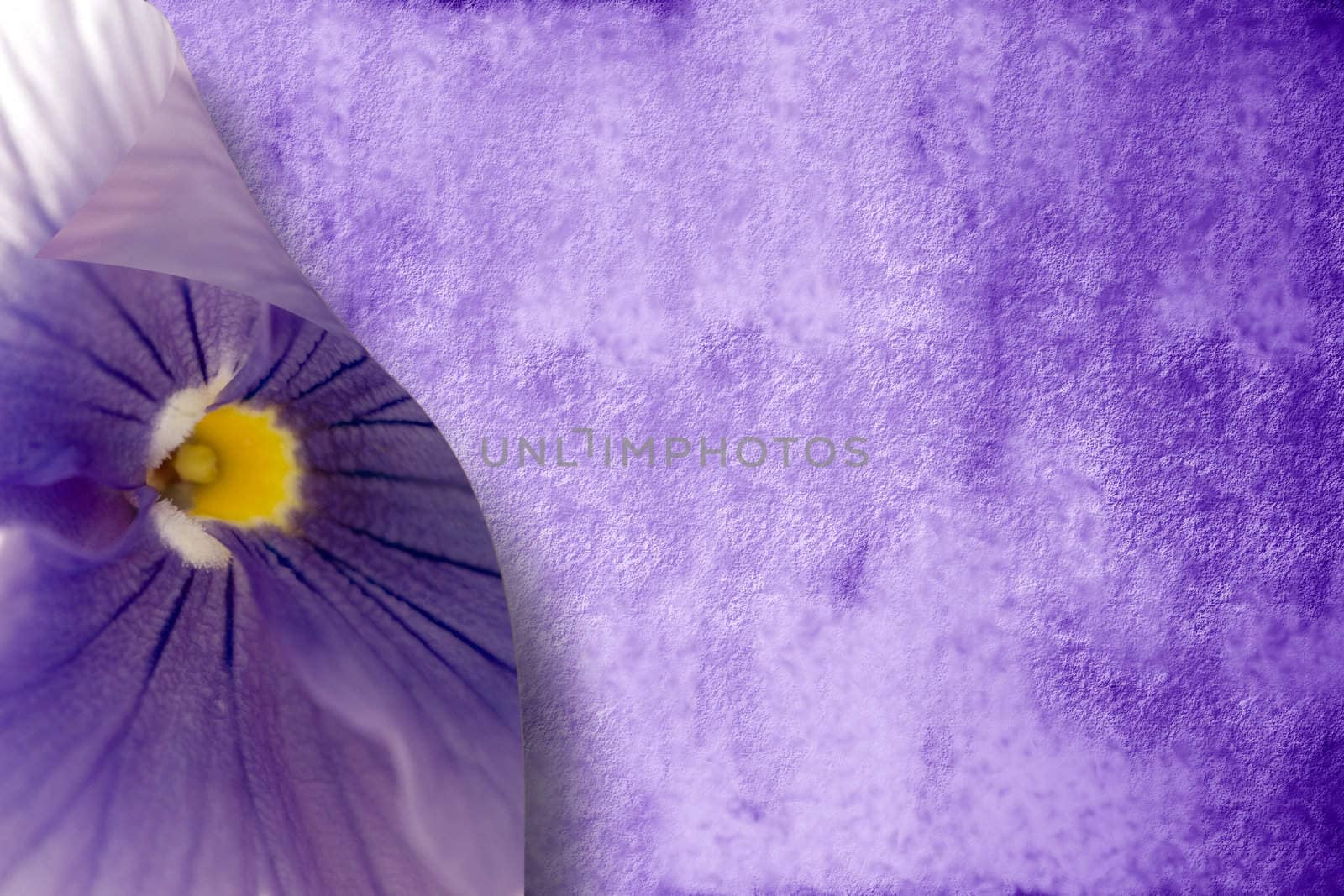 surface of purple with a flower on the edge 