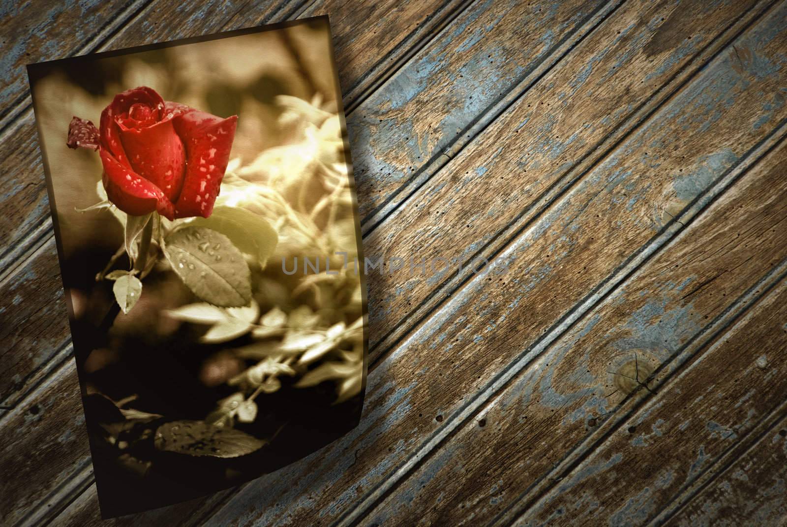 old photographs of a rosebud on an old wood floor 