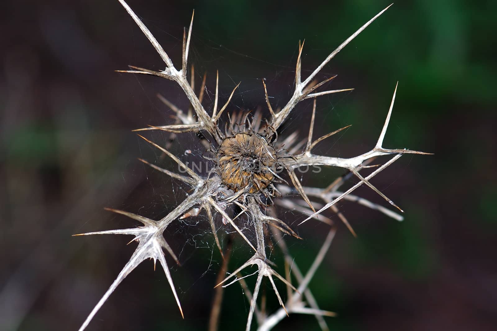 Dry thorny thistle plant. Abstract natural background.