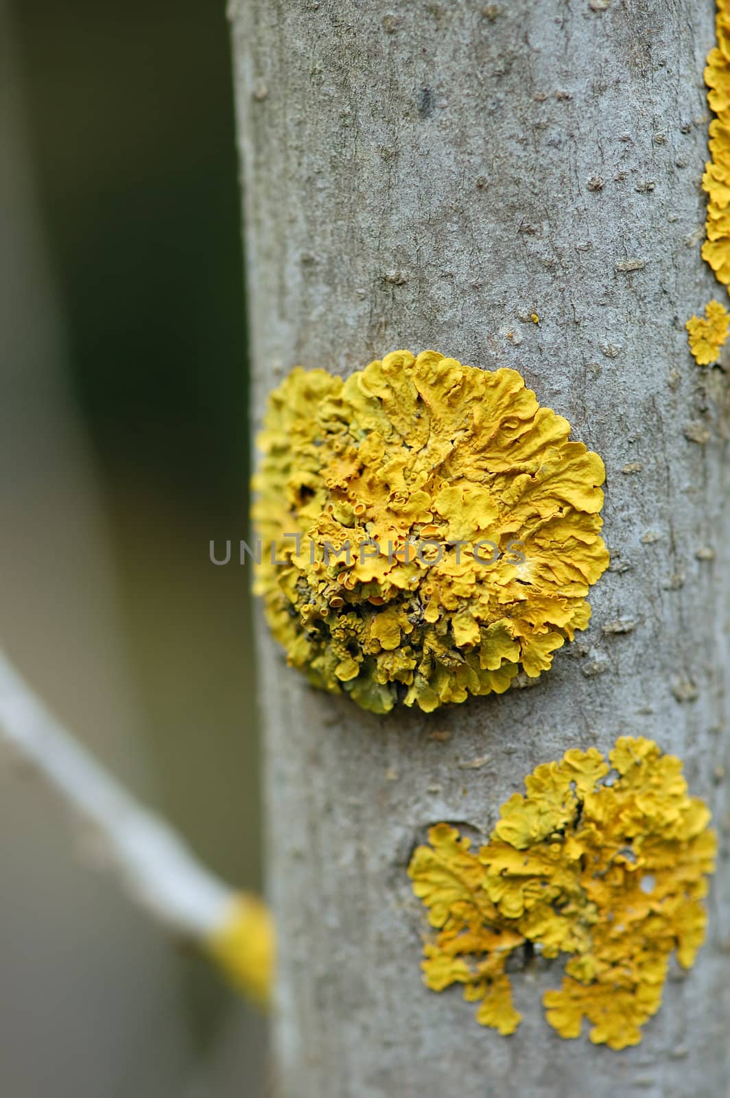 Close up of tree branch with yellow moss fungus. Abstract wood texture.