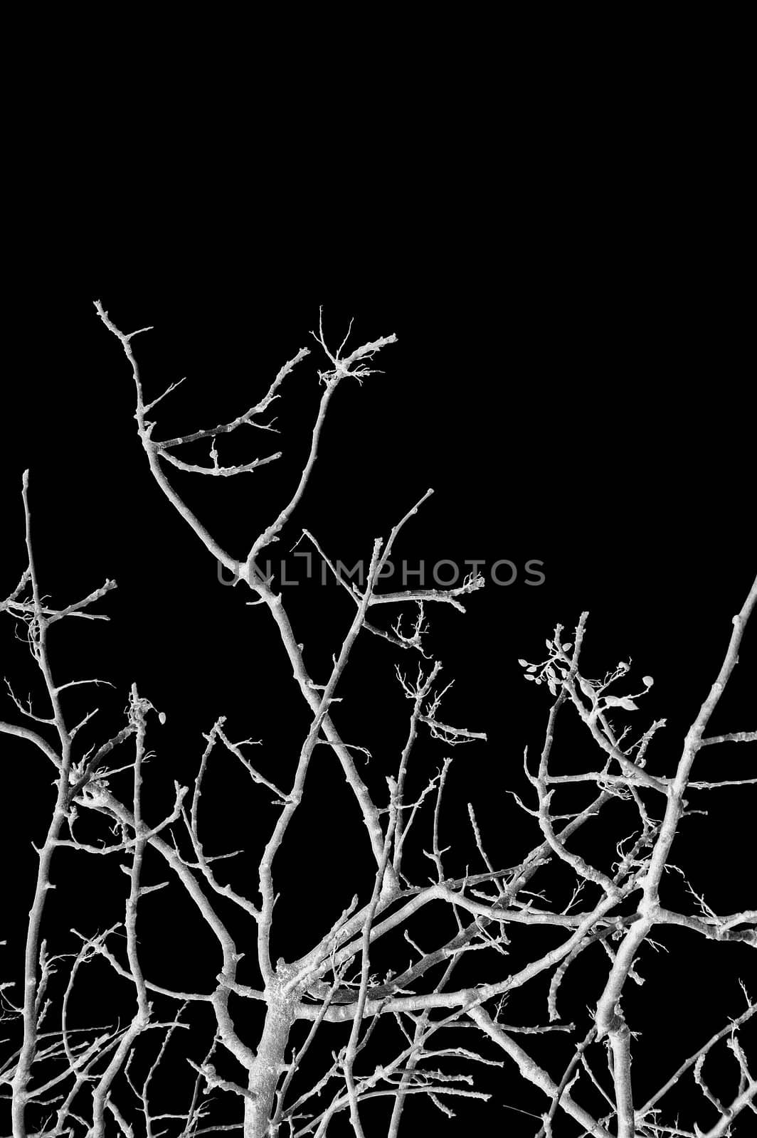 Leafless tree branches against a black background. Black and white.