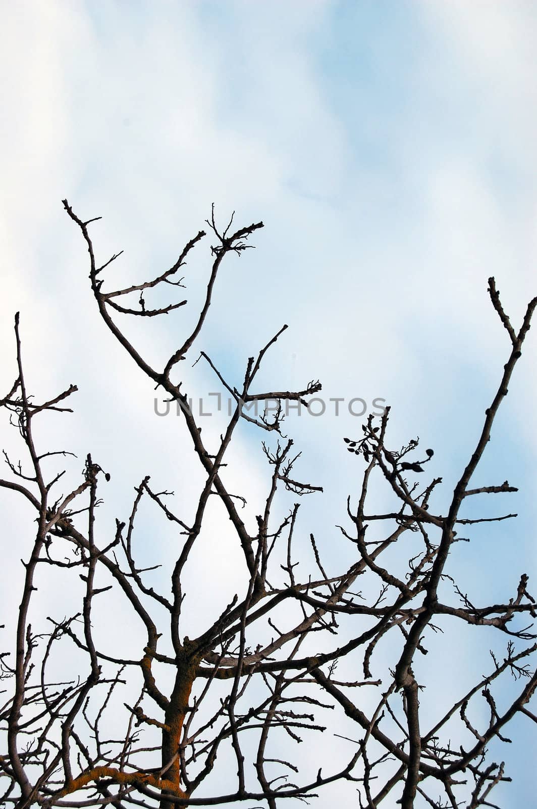 Leafless tree branches against a cloudy winter sky.