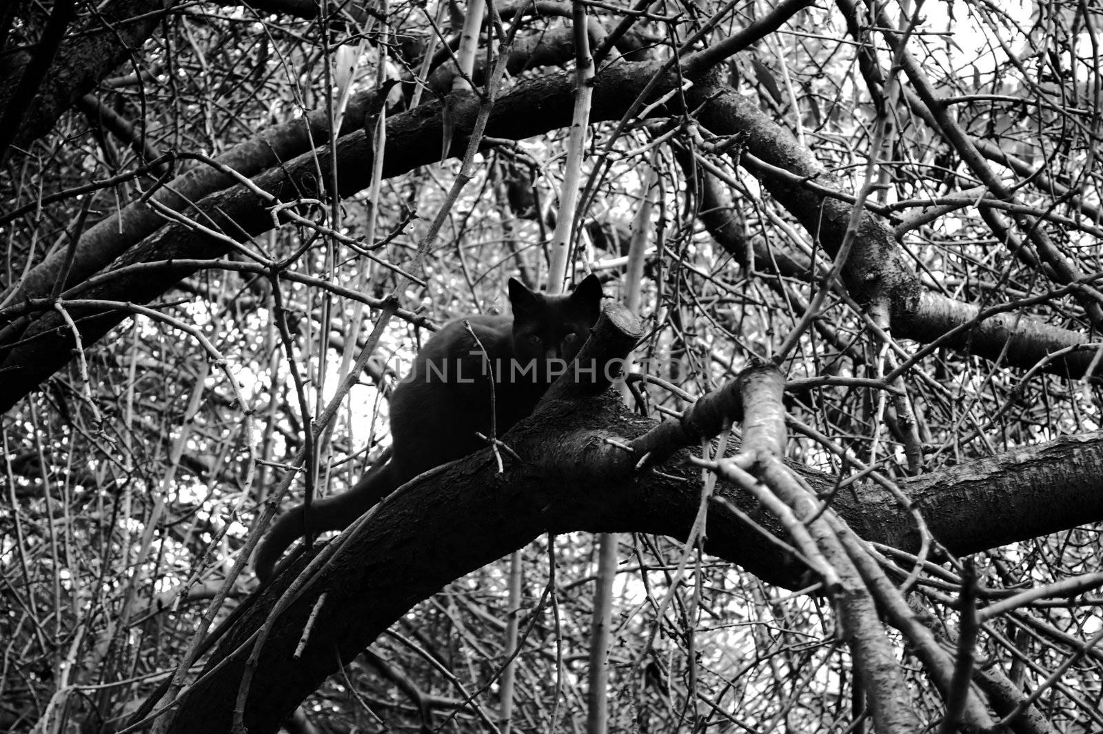 Scared black cat hiding on a tree. Black and white.