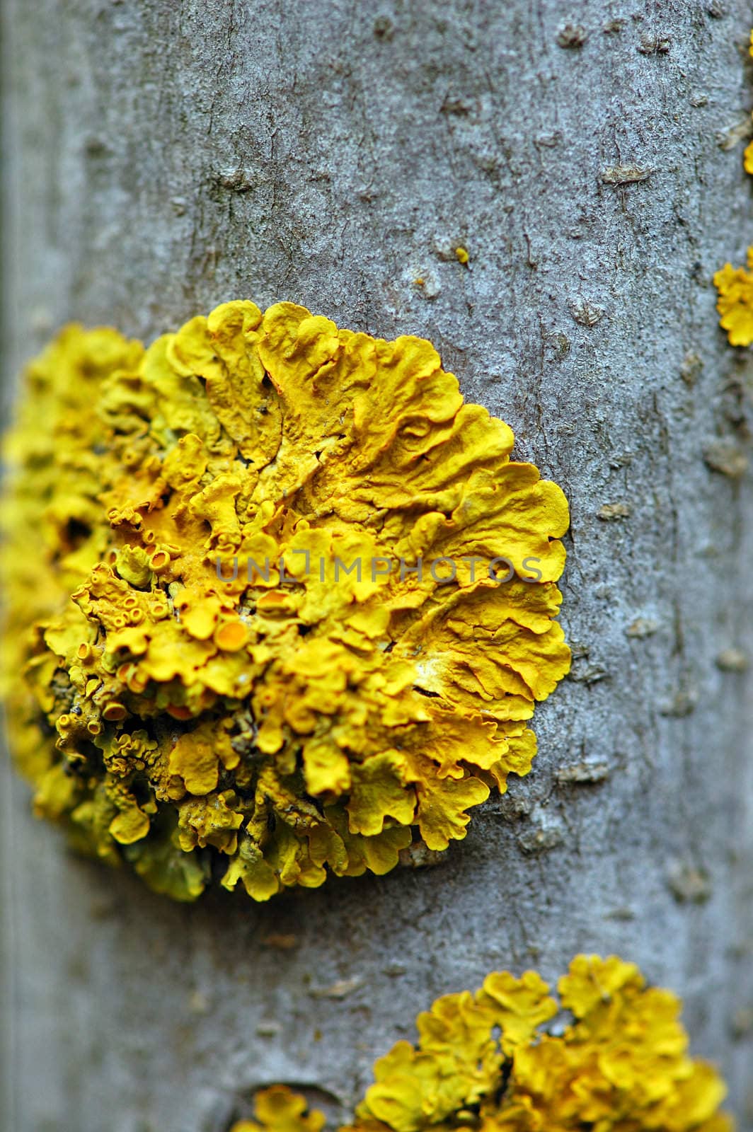 Macro of tree branch with yellow moss fungus. Abstract wood texture.