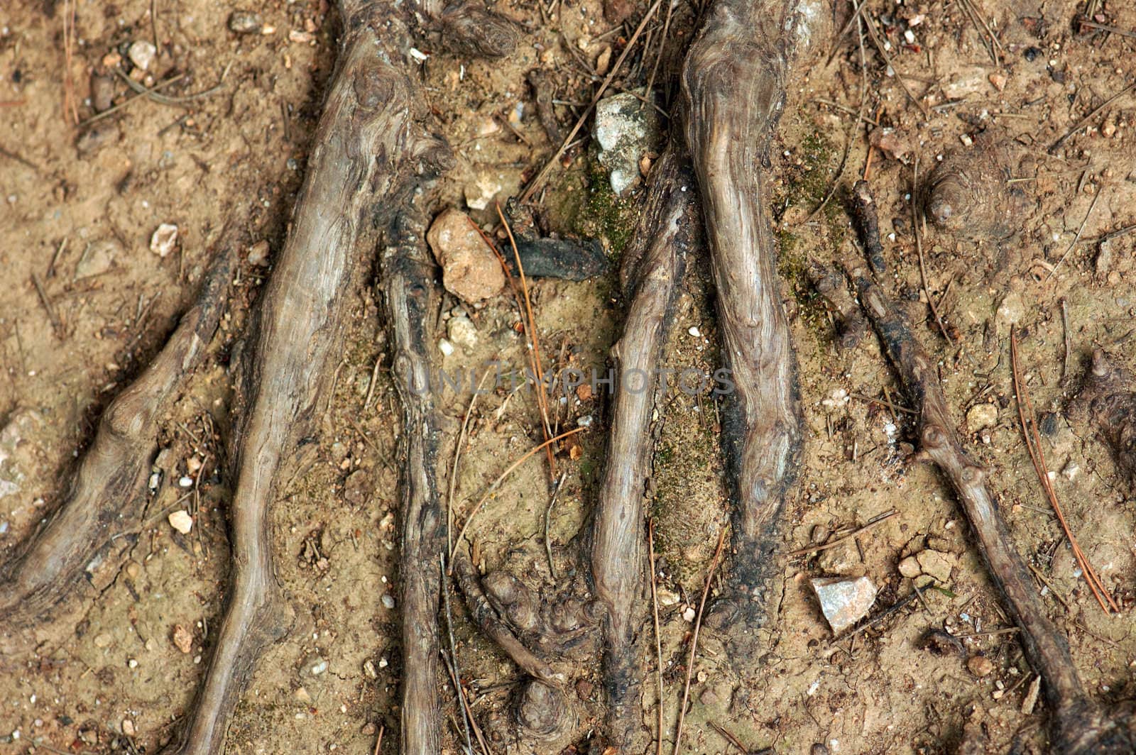 Tree roots above the ground. Abstract background.