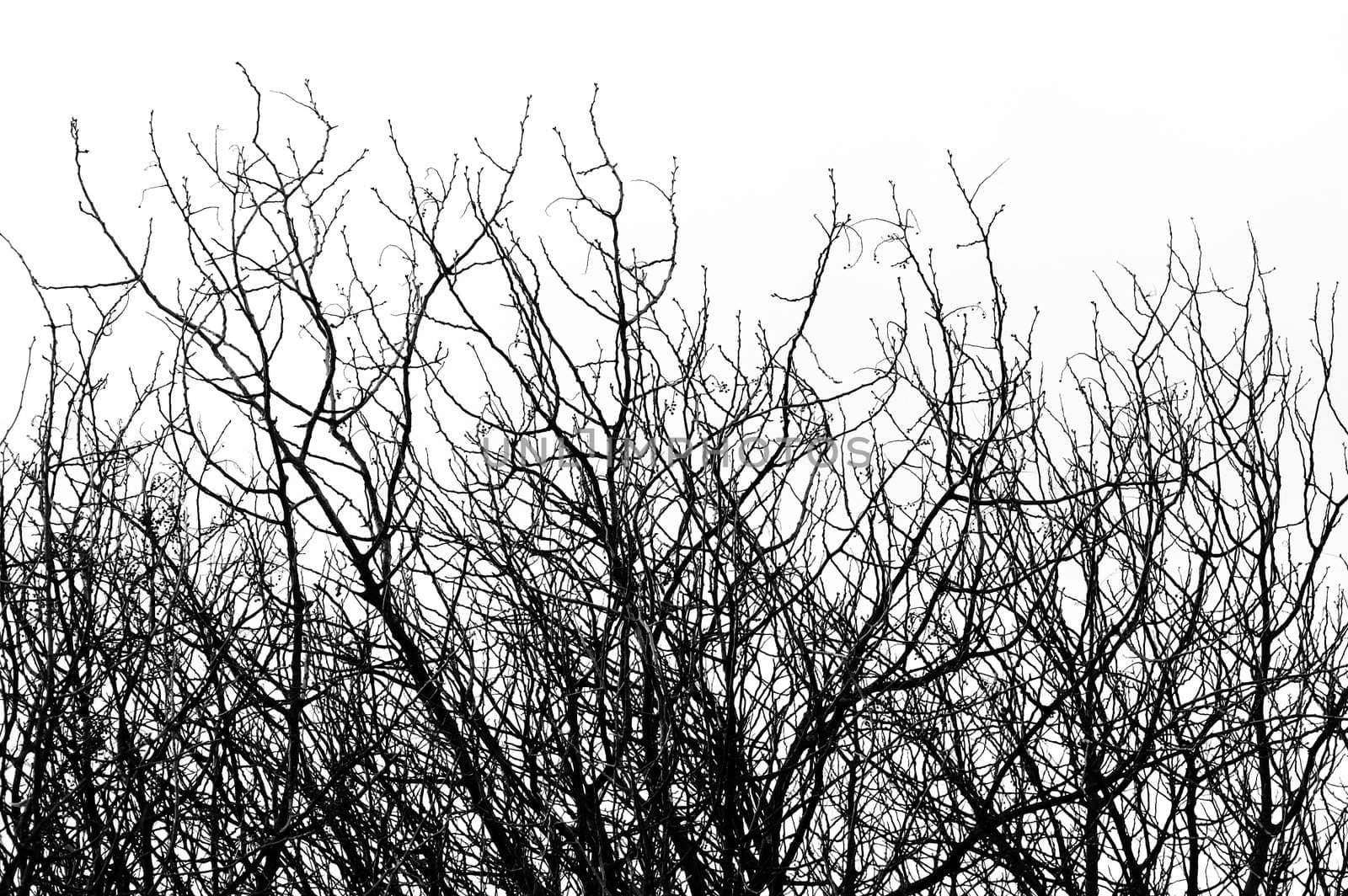 Isolated tree branches natural background. Black and white.