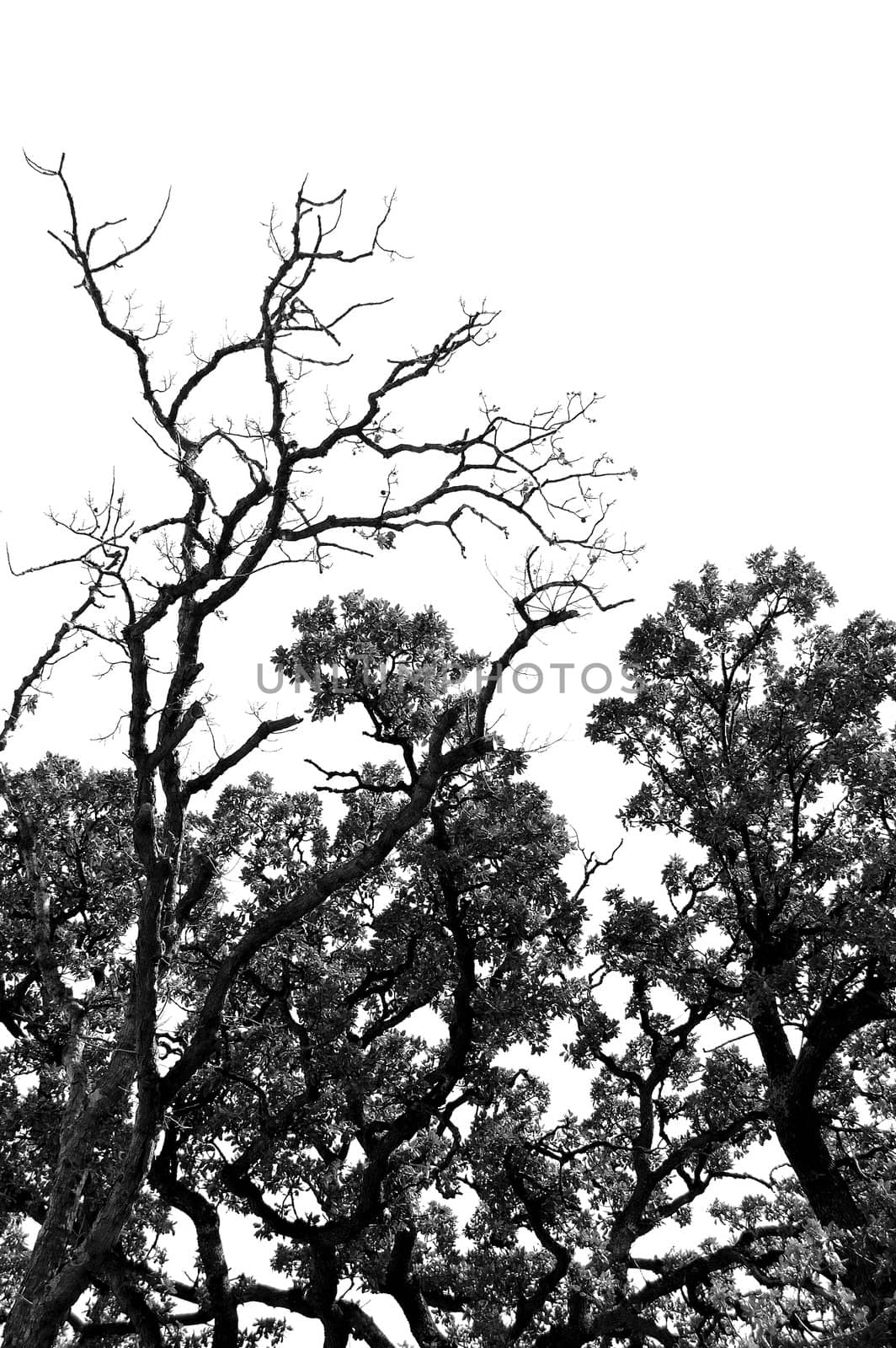 Trees in forest in the wintertime. Black and white.
