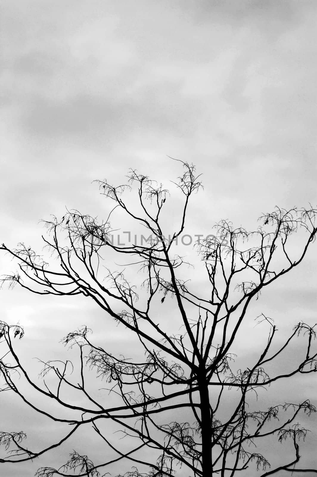 Leafless tree against a cloudy winter sky. Black and white.