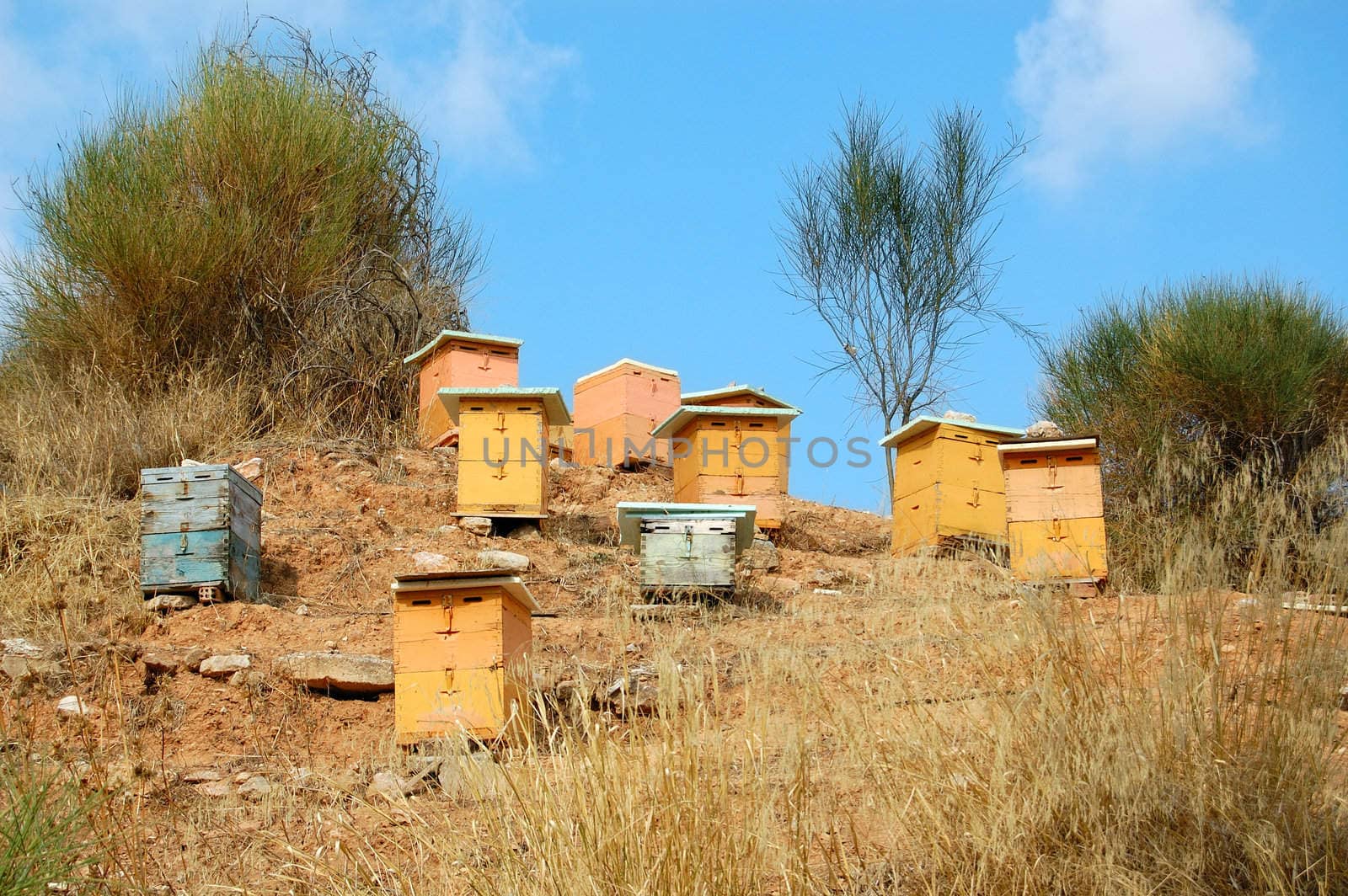Wooden man made beehive boxes in a forest. Biological honey production.