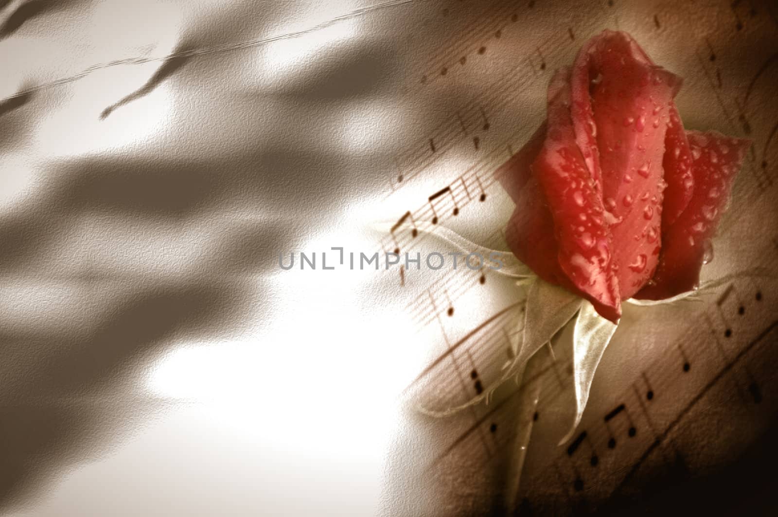 background musical score and red rosebud on crumpled paper 