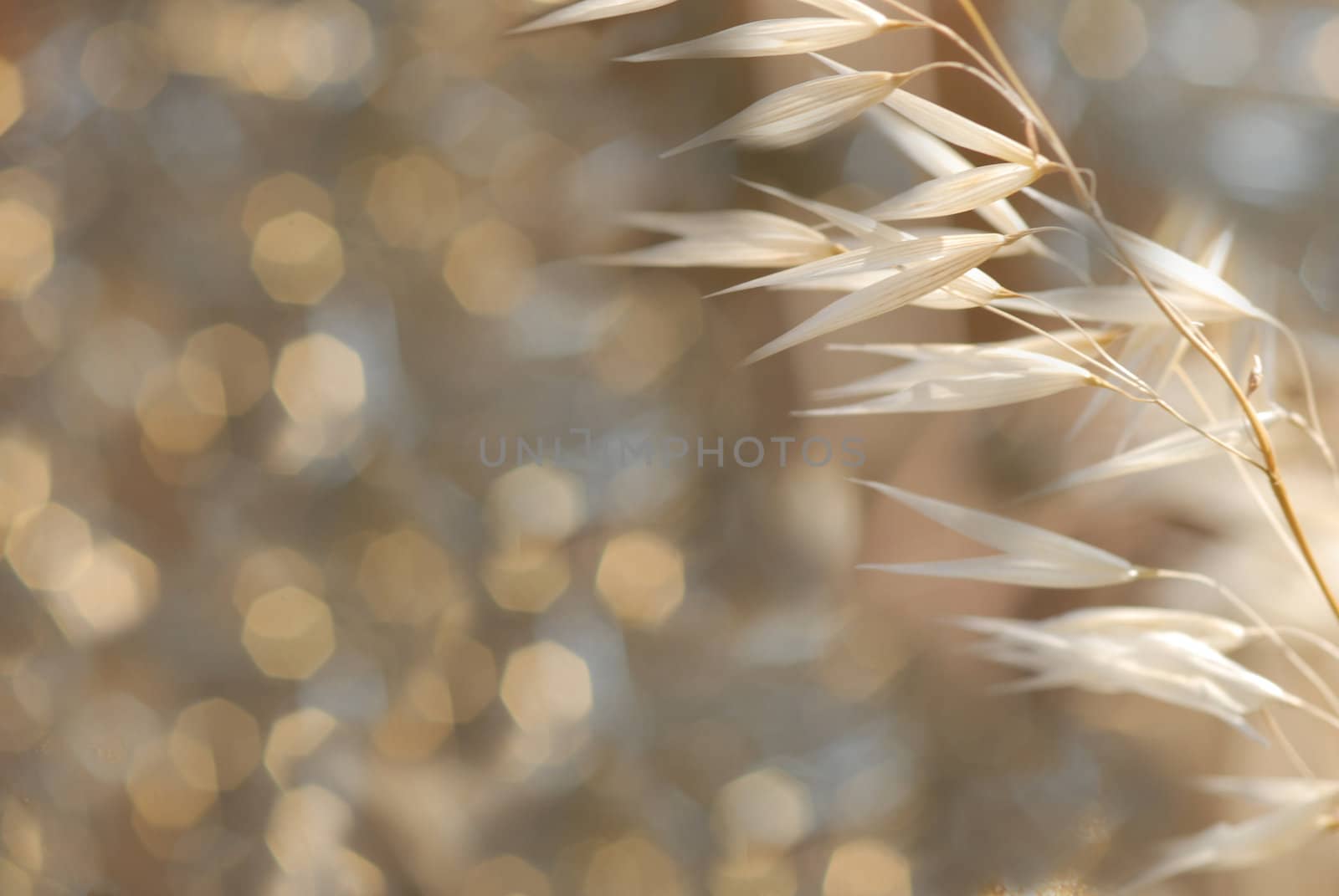 background dry grass in summer with background out of focus 