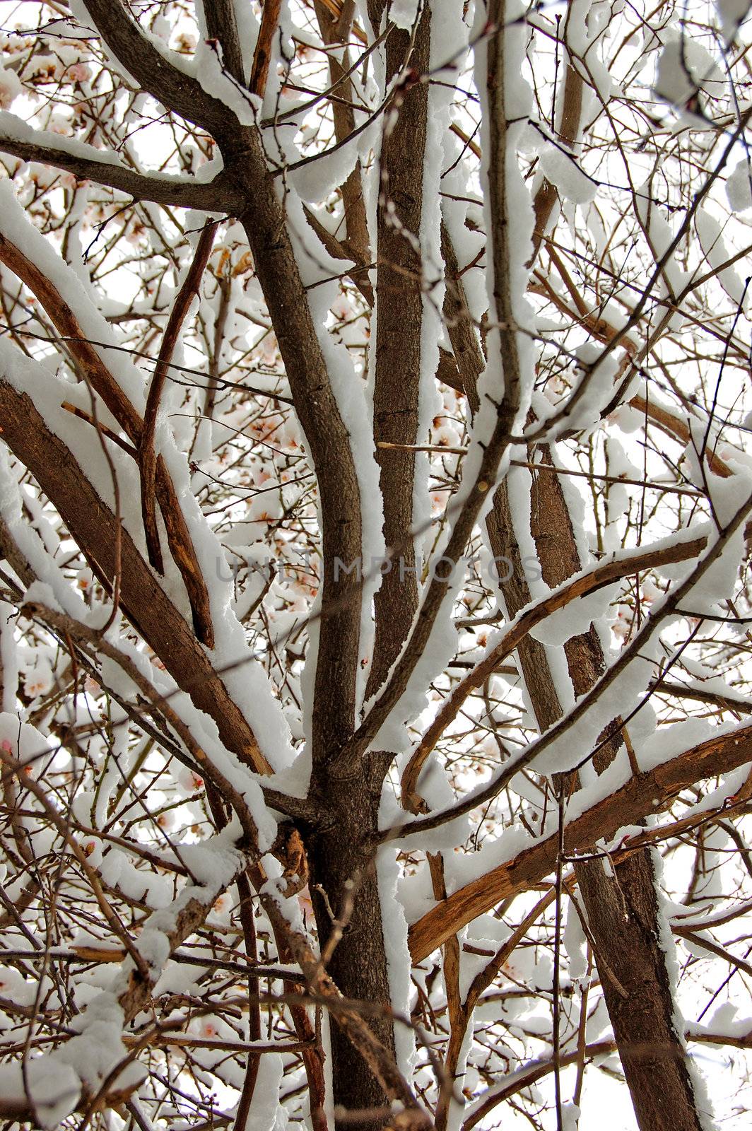 Blooming almond tree covered in snow.