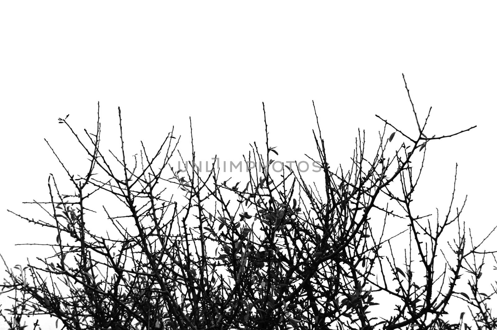 Tree branches isolated on white. Natural background.