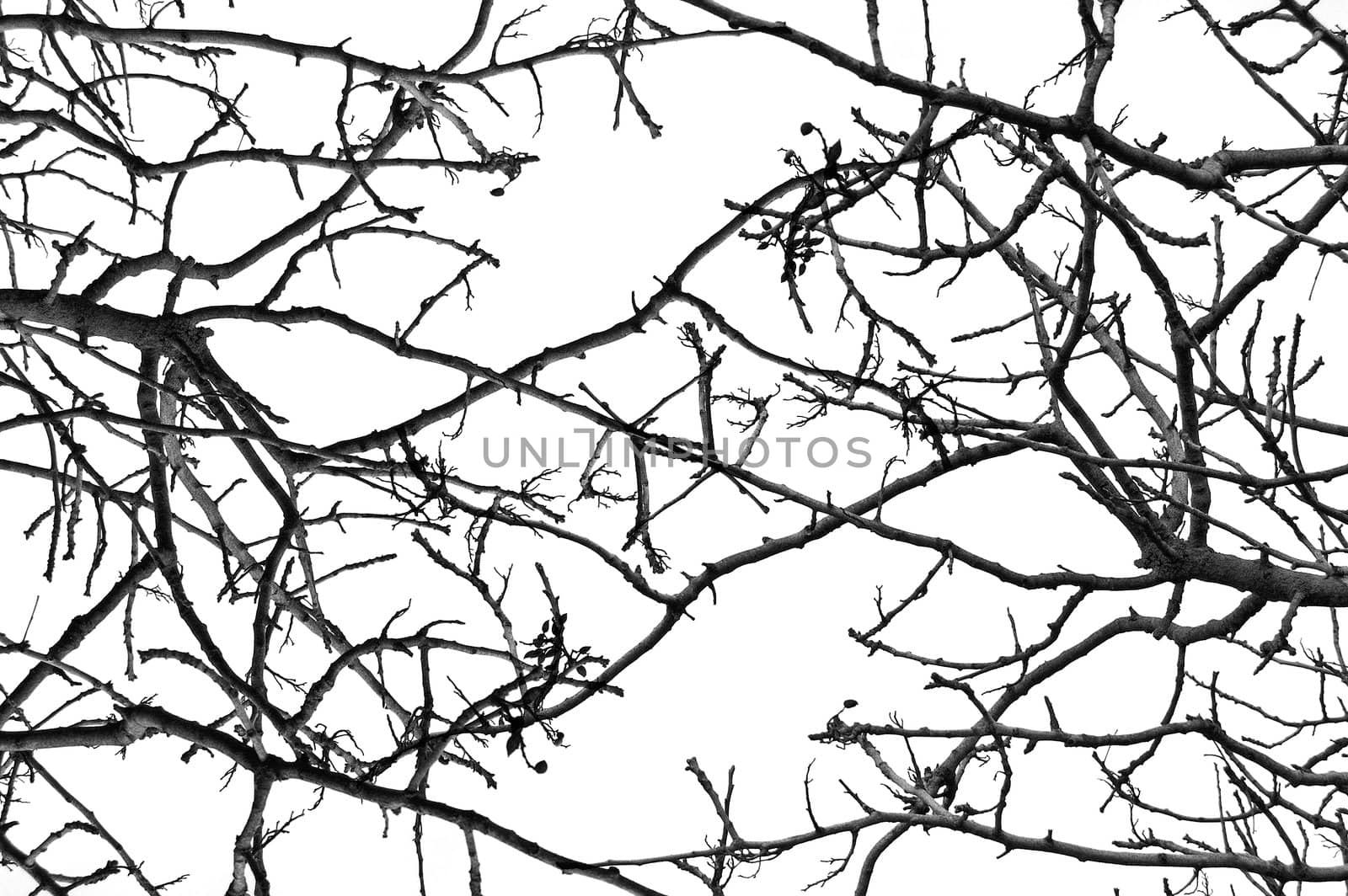 Leafless tree branches background pattern. Black and white.
