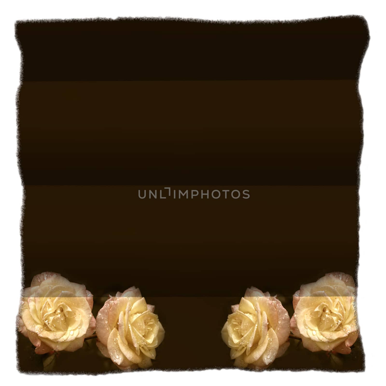 parchment yellow roses isolated  by Carche