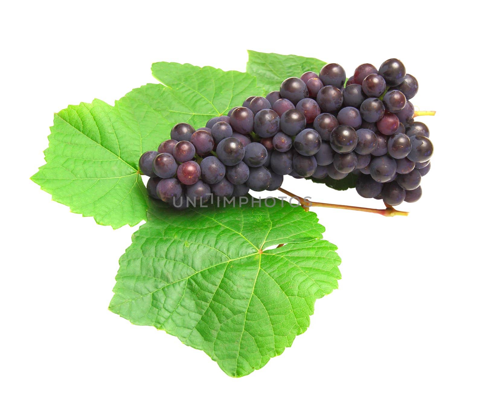 Blue grape with green leaf, isolated on white background