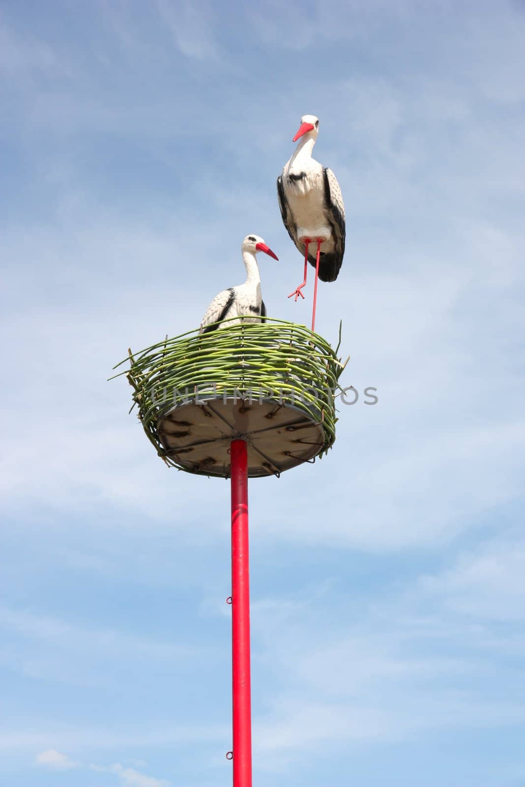 couple of white storks in nest