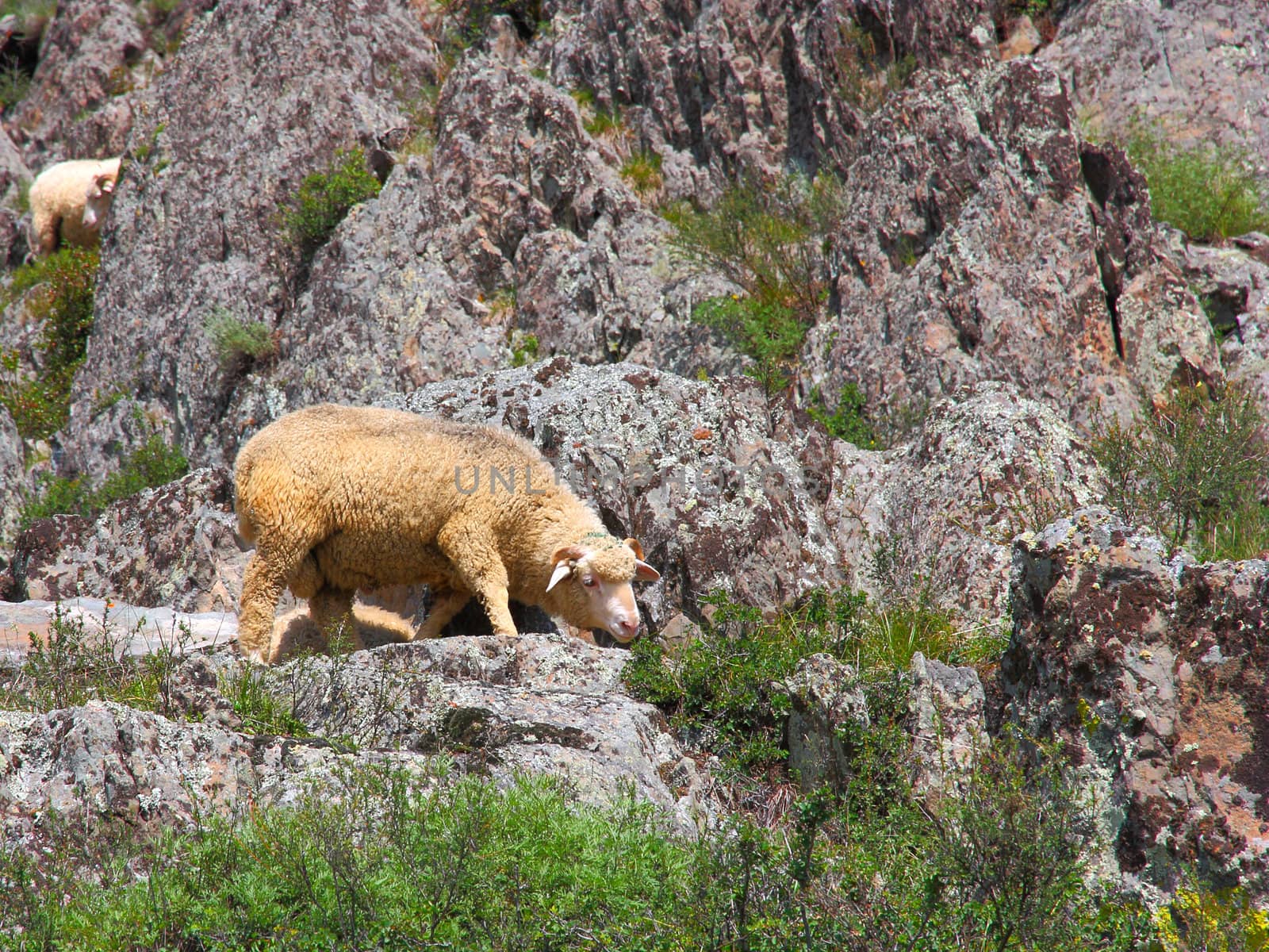 A sheep is eating grass on a beautiful mountain