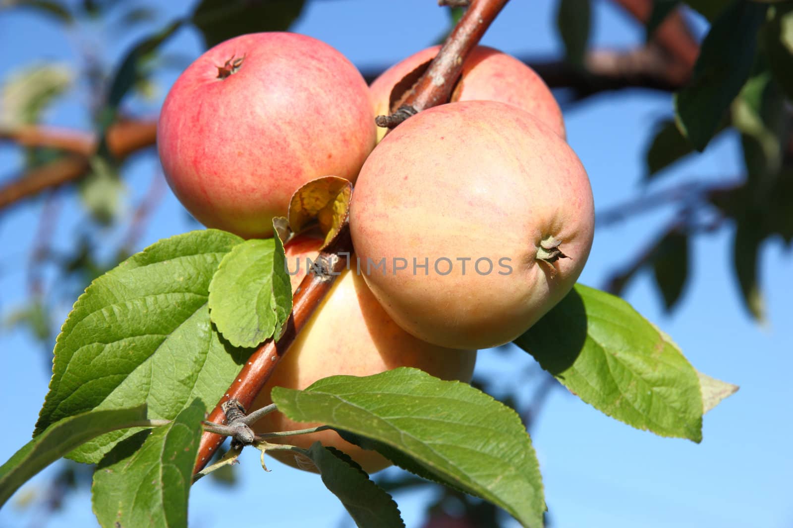 Apples on a branch against the blue sky with leaves