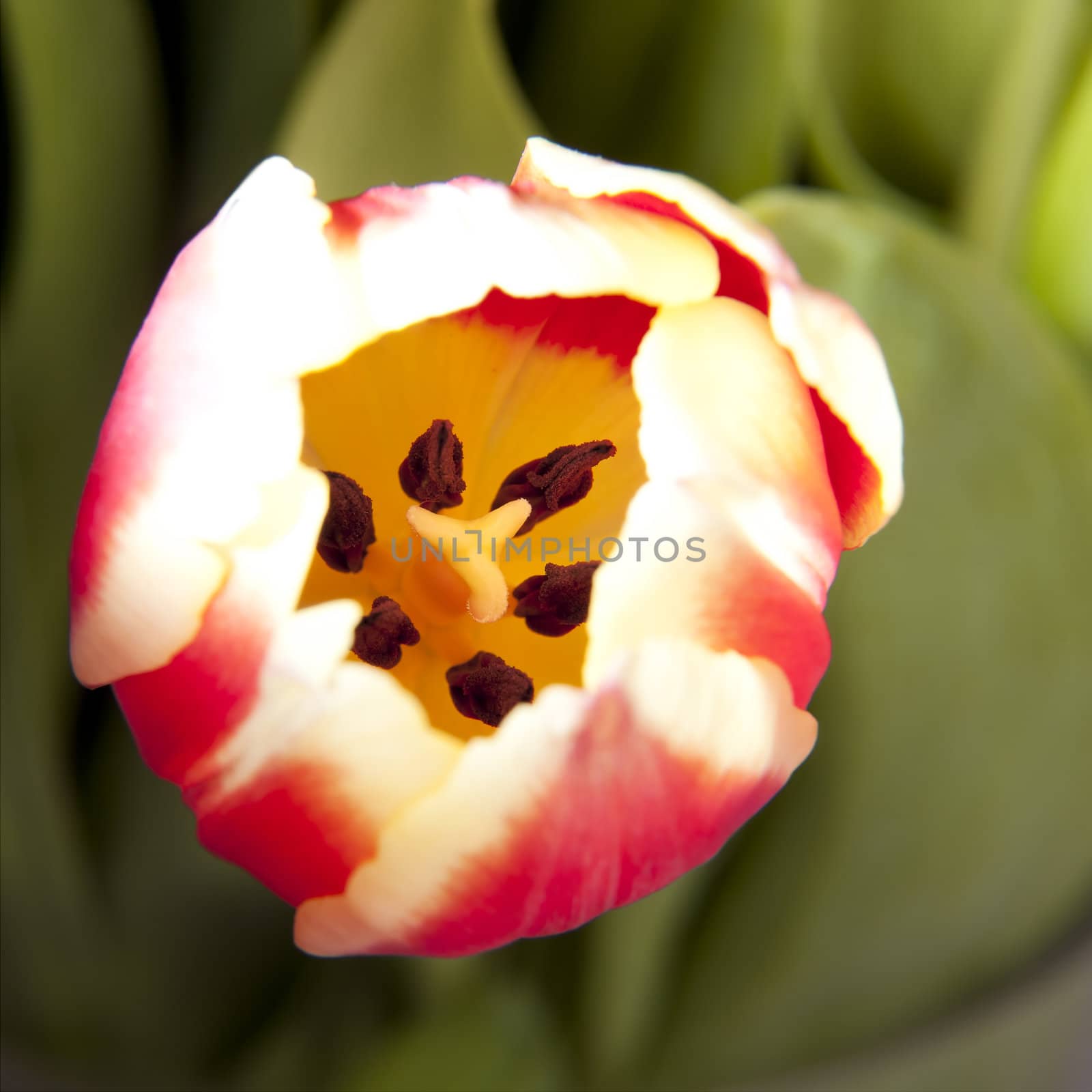 Red and yellow tulip just opening with focus on stamen and pistol inside the flower.