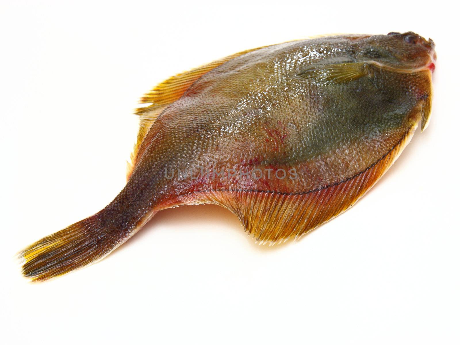 Fresh fishes flounder on white background