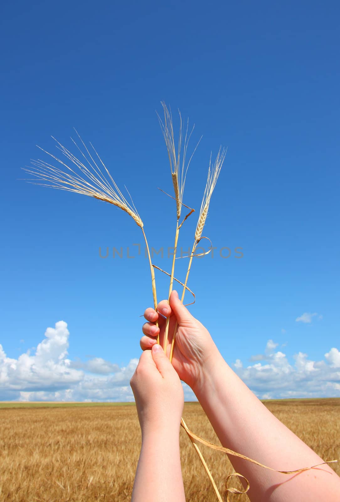 hand holding ears of wheat against blue sky