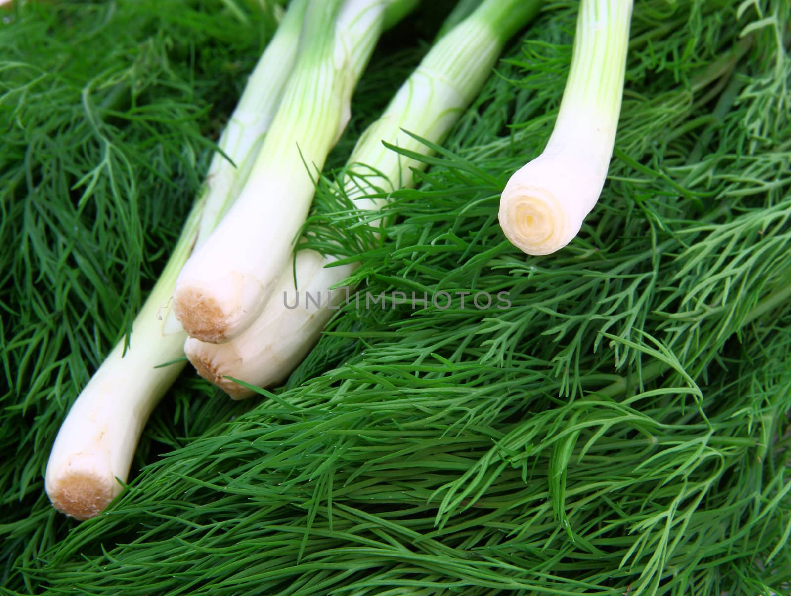 Fresh green dill and onion.