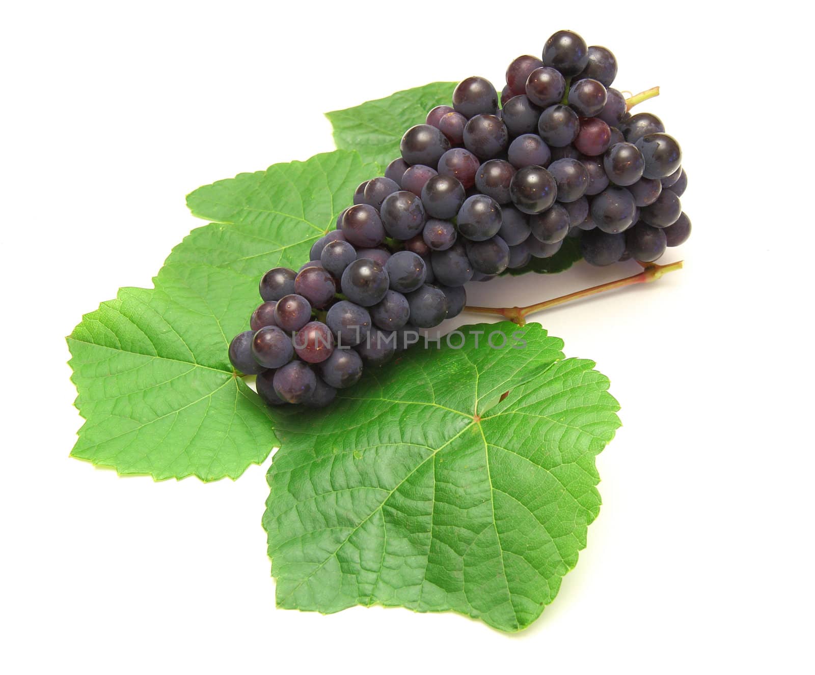 Blue grape with green leaf, isolated on white background