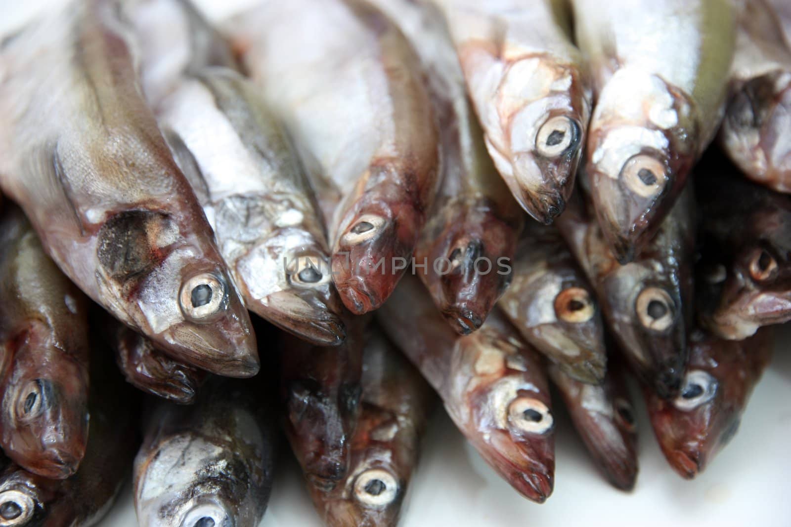 Capelin fish isolated on the white background