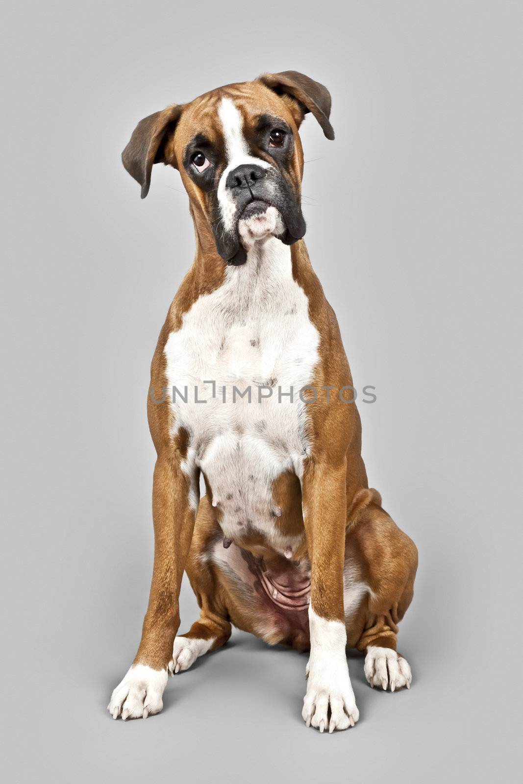 An image of a dog German Boxer