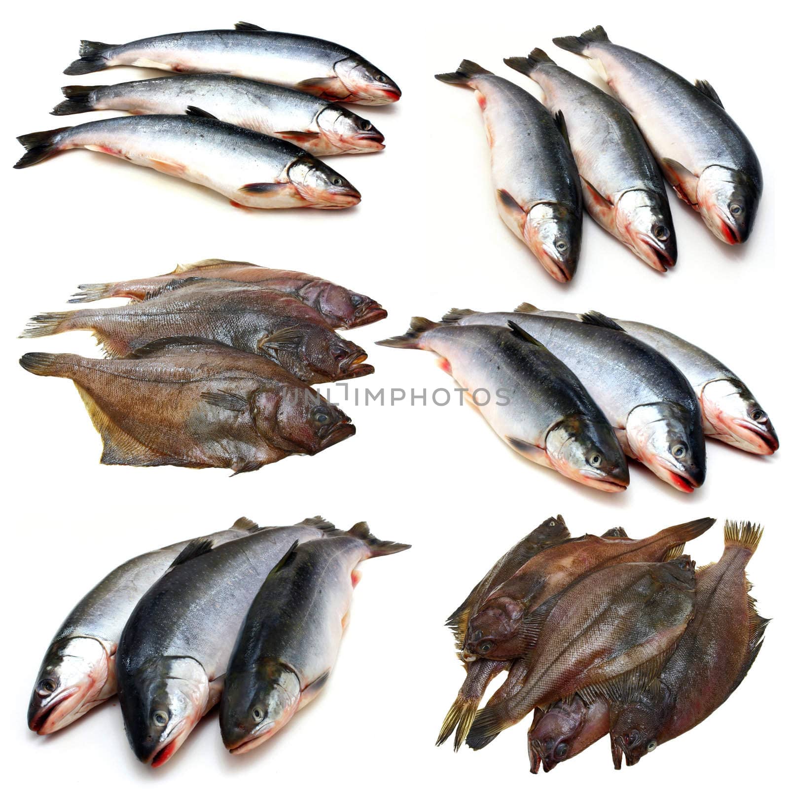 Set fresh sea fishes lie nearby on a white background